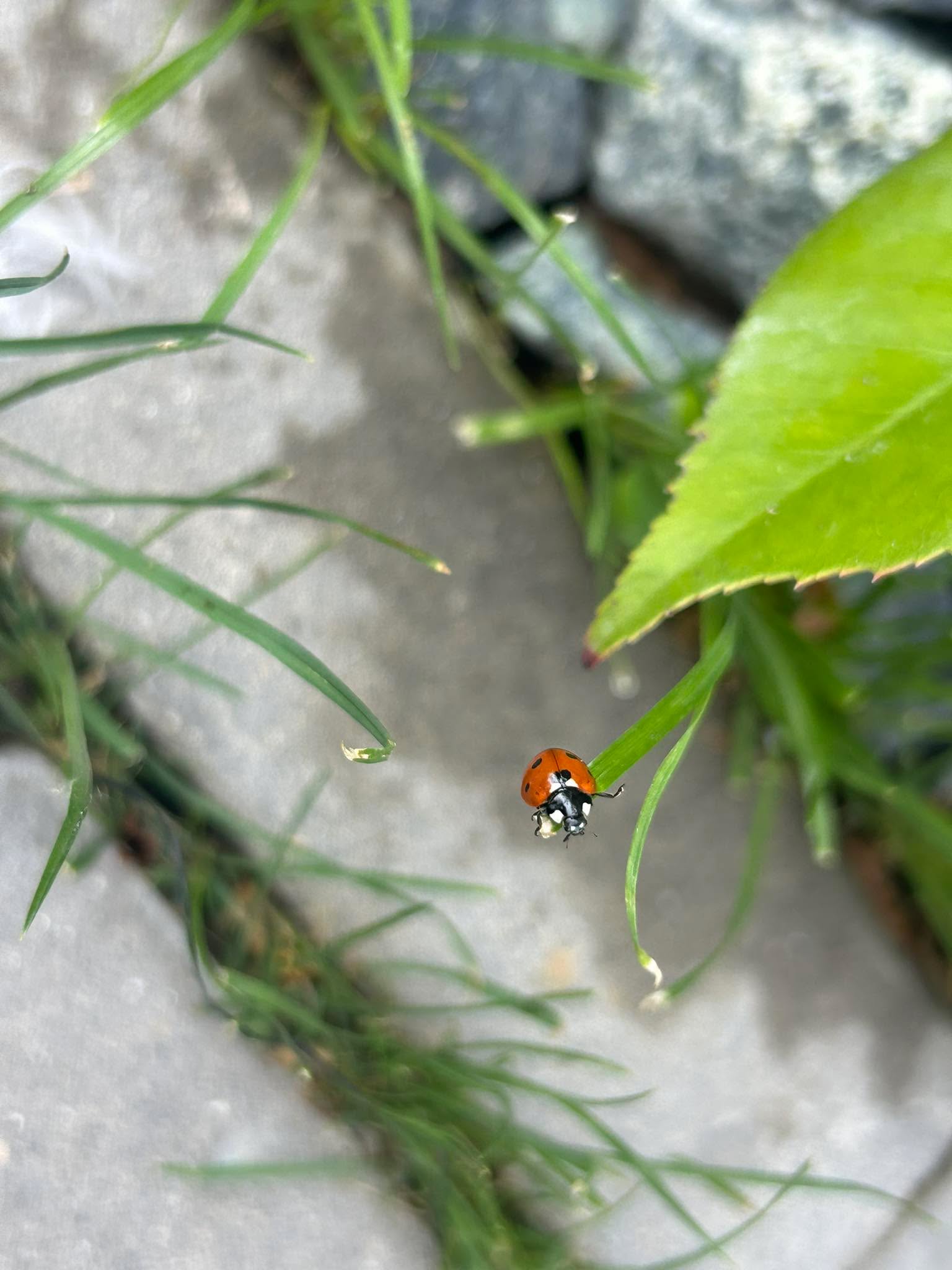 „Не, всъщност снимам калинката.“