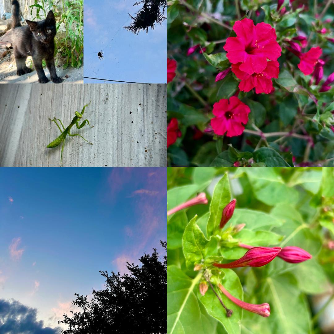 От днешните (+ вечерните) ми „находки“.