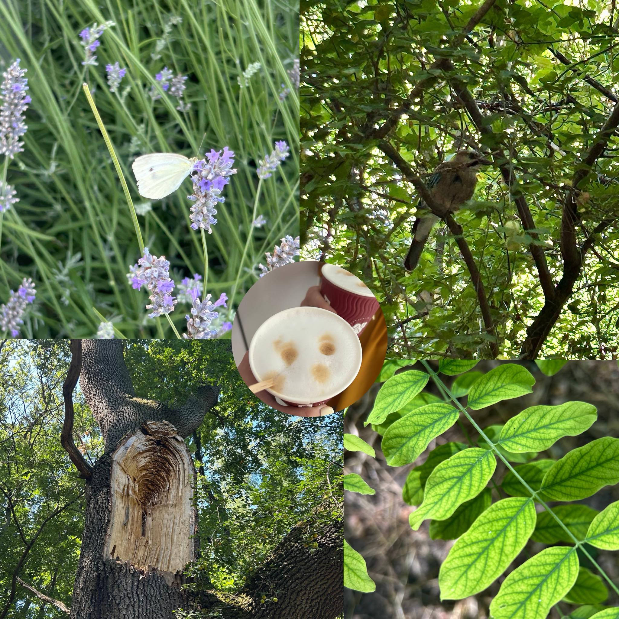 Моята малка поетична капсула от деня.