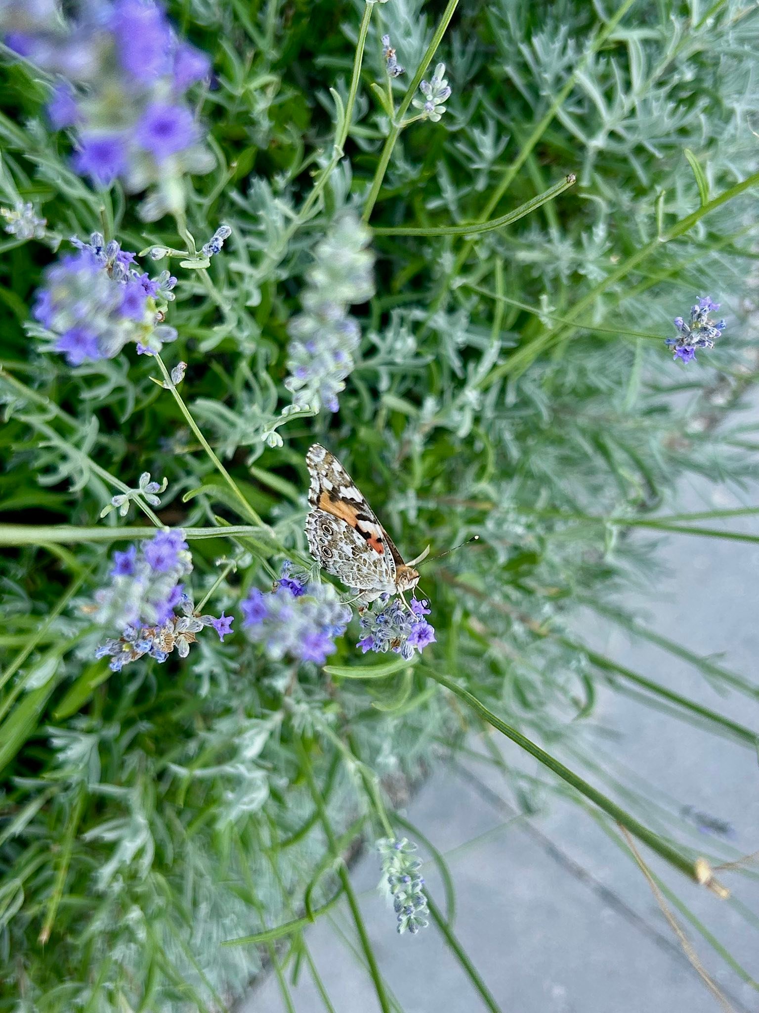 Вселената днес отново ми се усмихваше и говореше. Разбира се… не директно , а чрез символите, с които детето в мен все о…