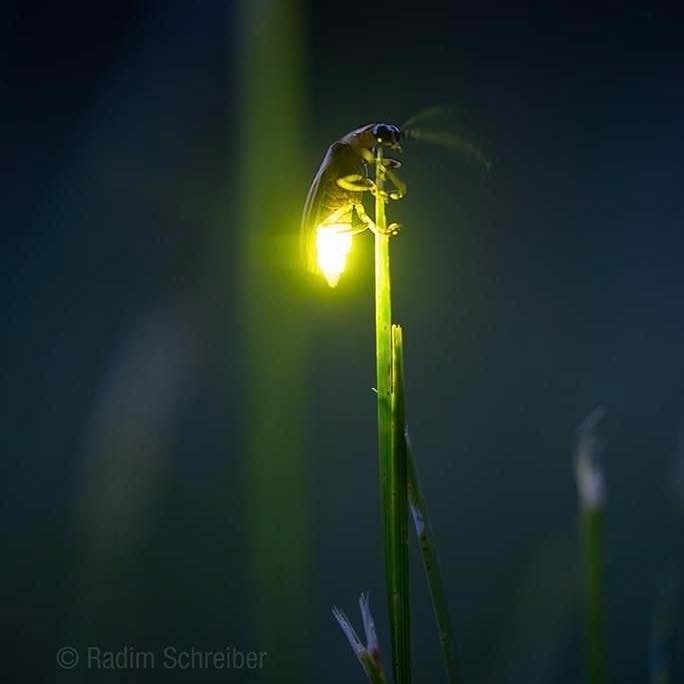 Чета една публикация… за светулките.