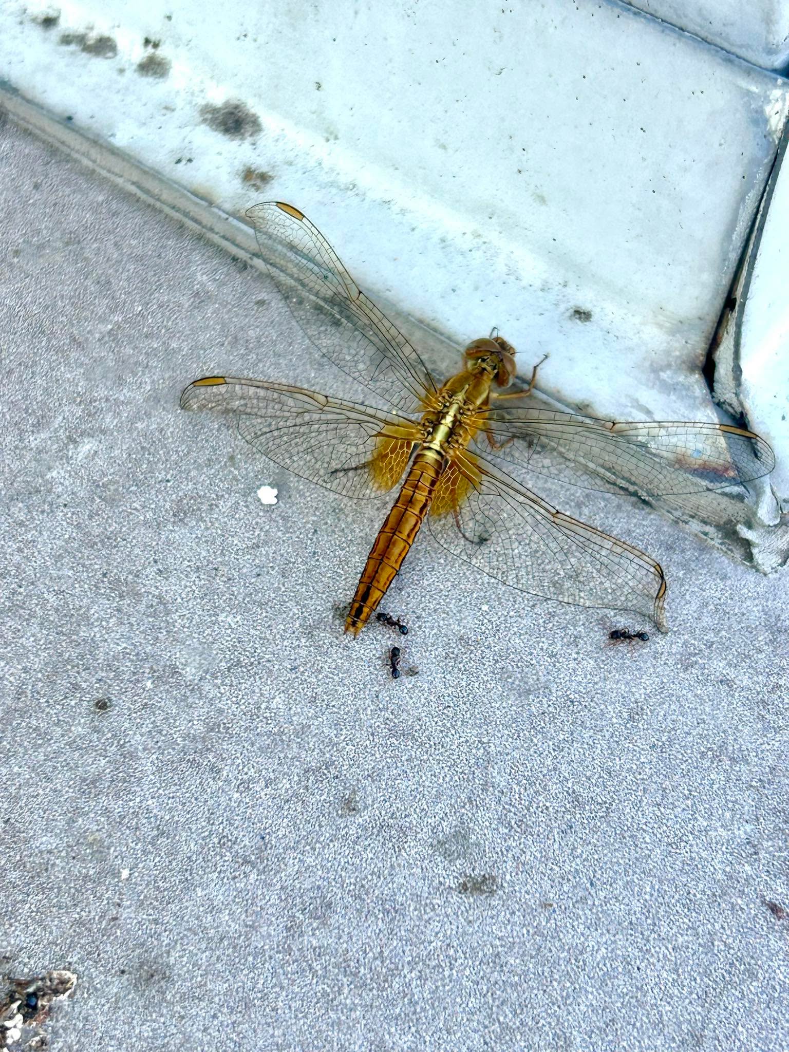 Първо беше златната богомолка…