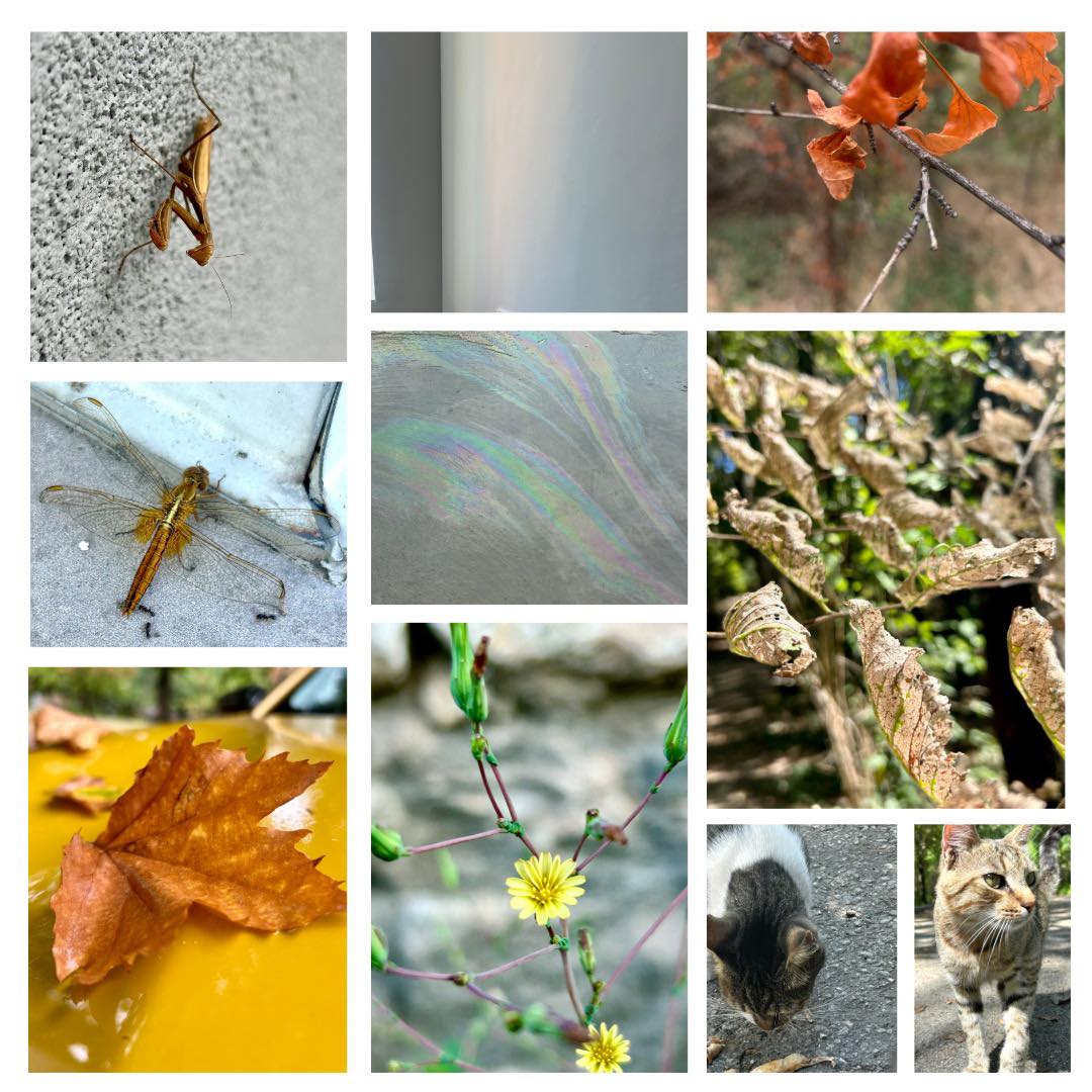 Това е моят език…