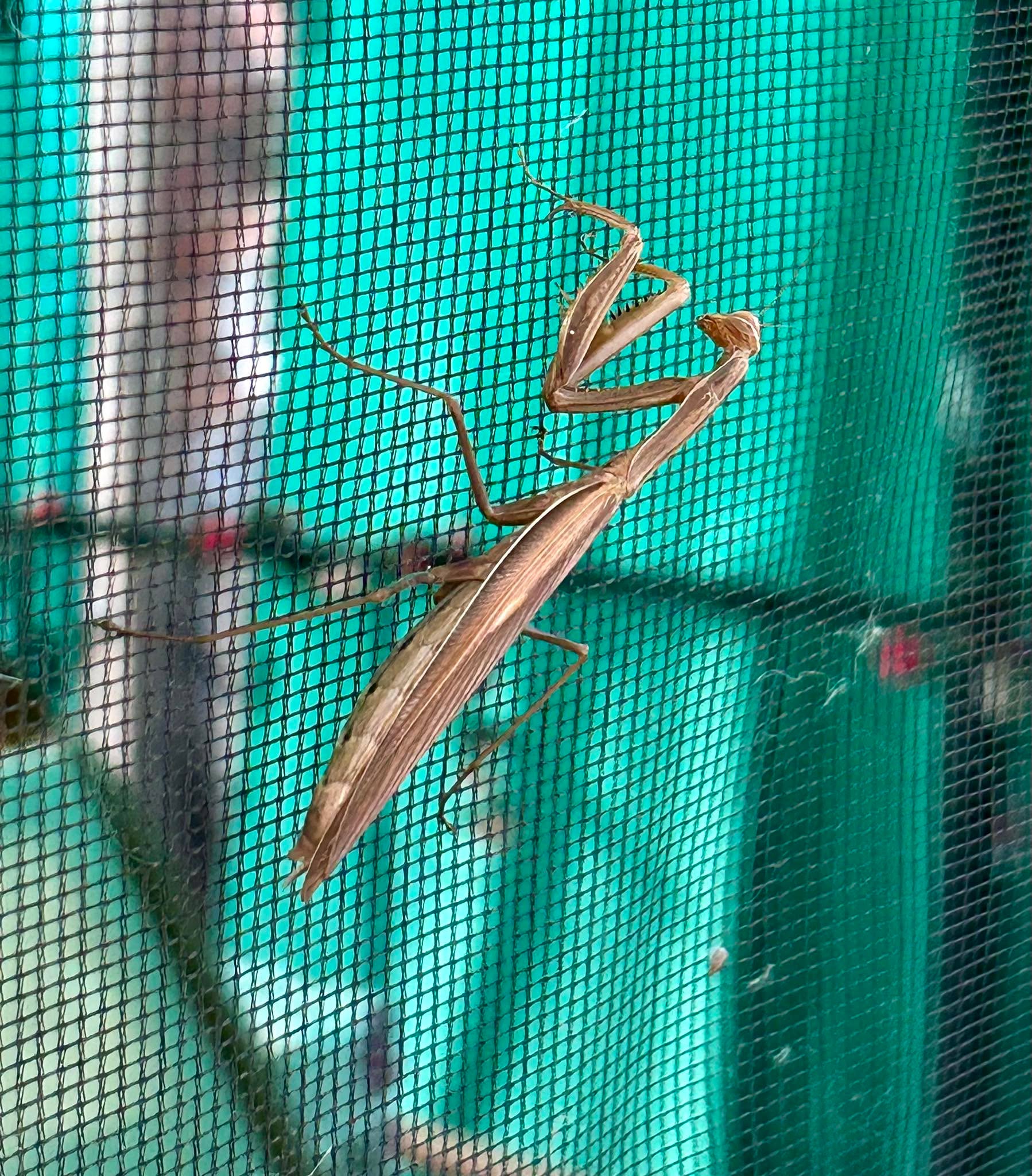 Не на всеки денят започва с богомолка… ама моя – да. 🤷‍️🤍