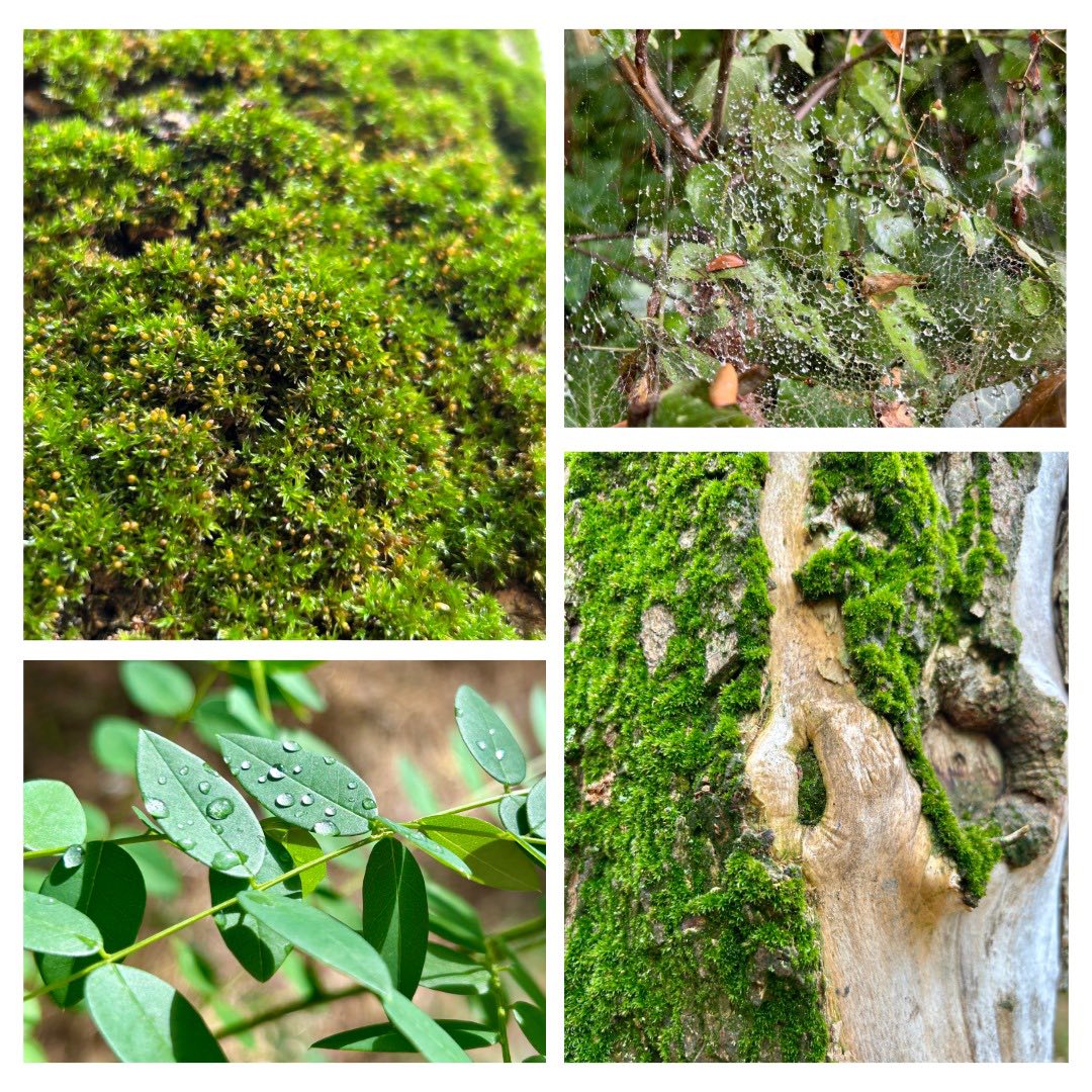 Понякога ми се иска да мога да снимам и запечатвам и аромати – като този на мокра земя и дървета след дъжд. 🤎🤍