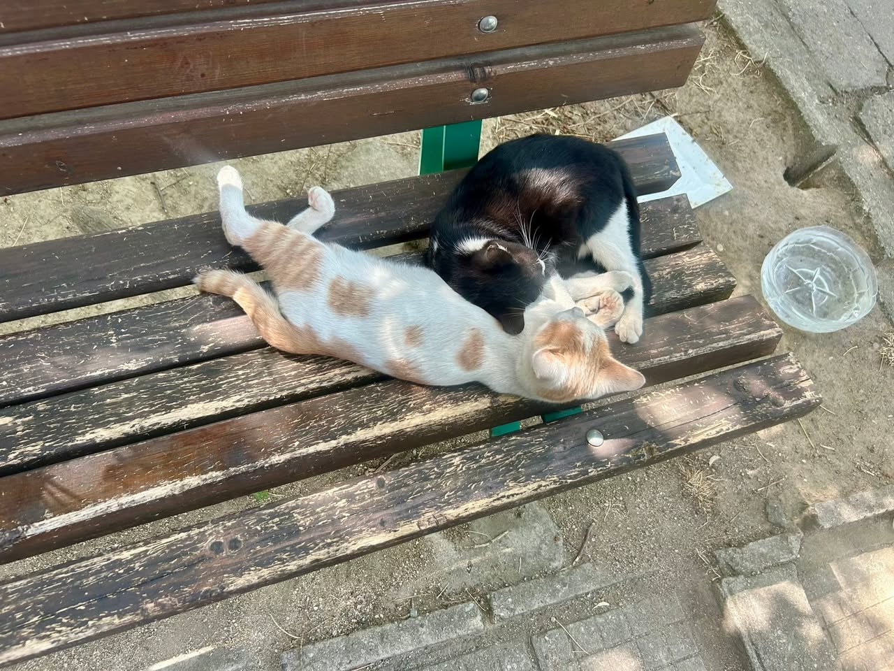 Котешки Yin & Yang.