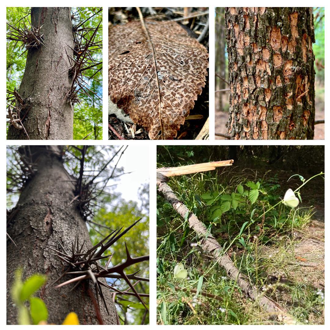 …природа, която не се опитва да бъде красива