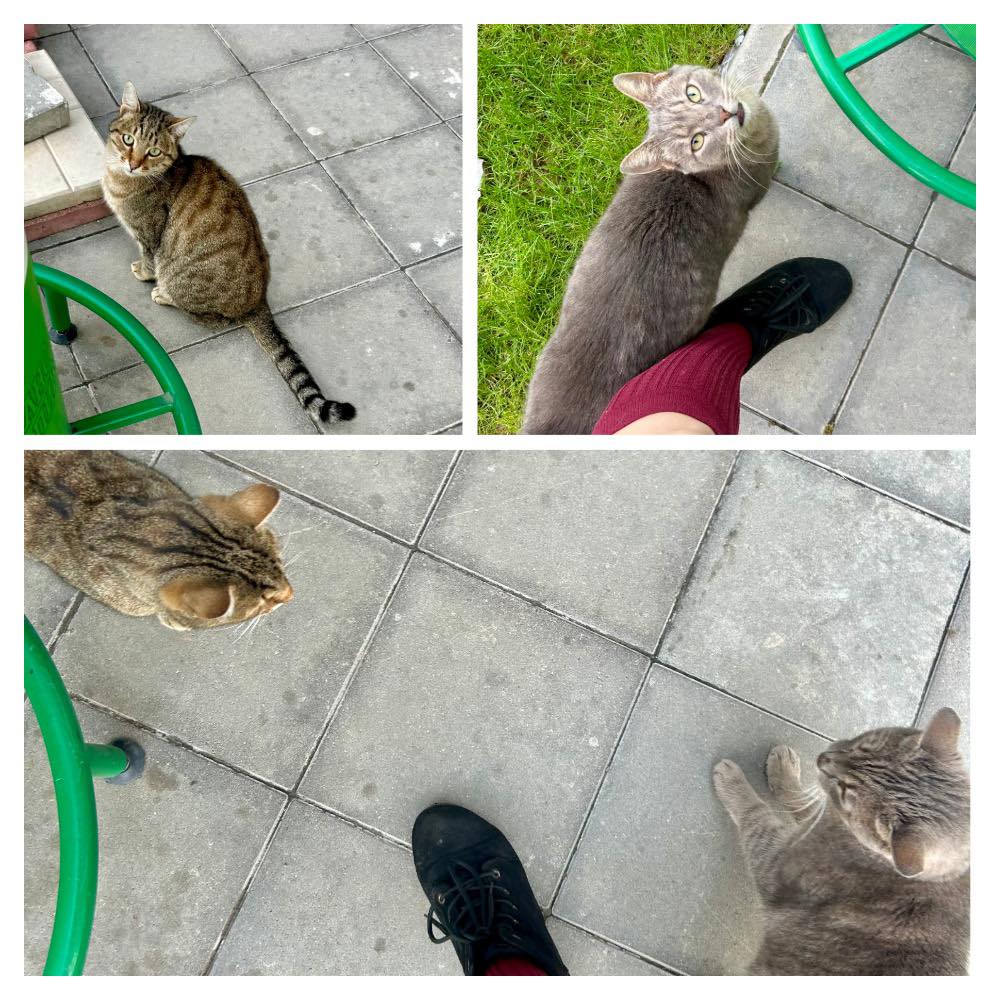 Нямам кандидат ухажори… но днес две мацки не можаха да решат коя първа да ми се гушка…