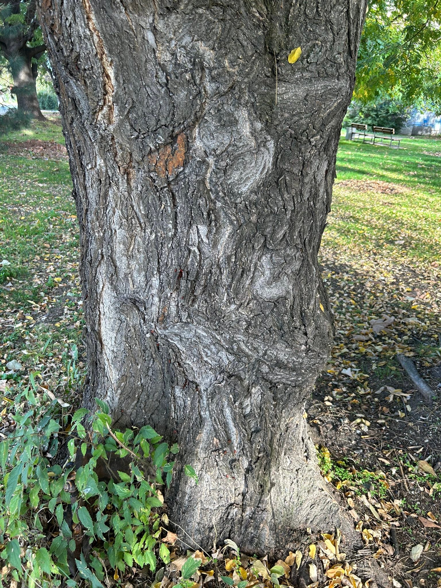 „…това е просто дърво.”