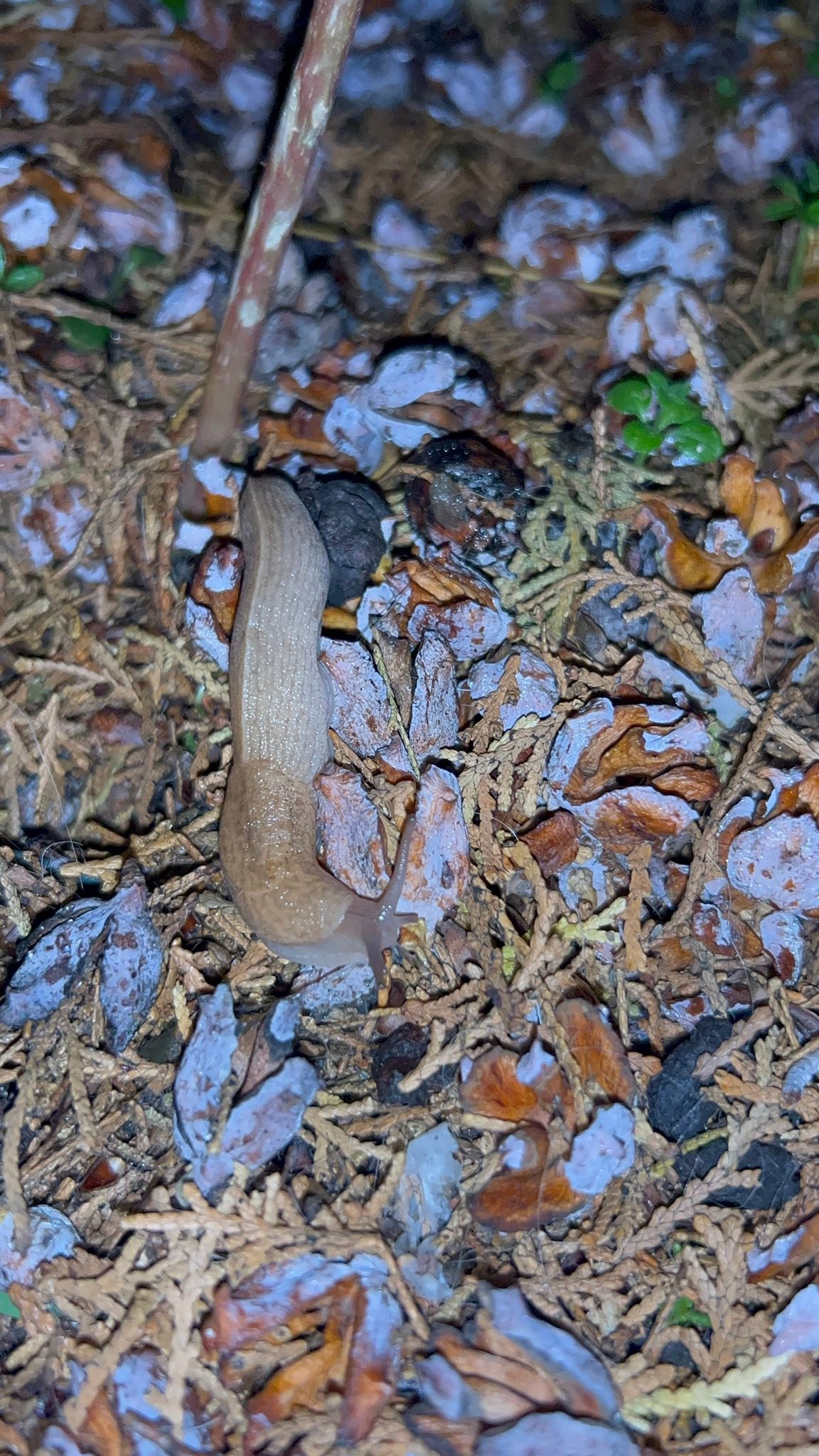 Среднощни срещи.