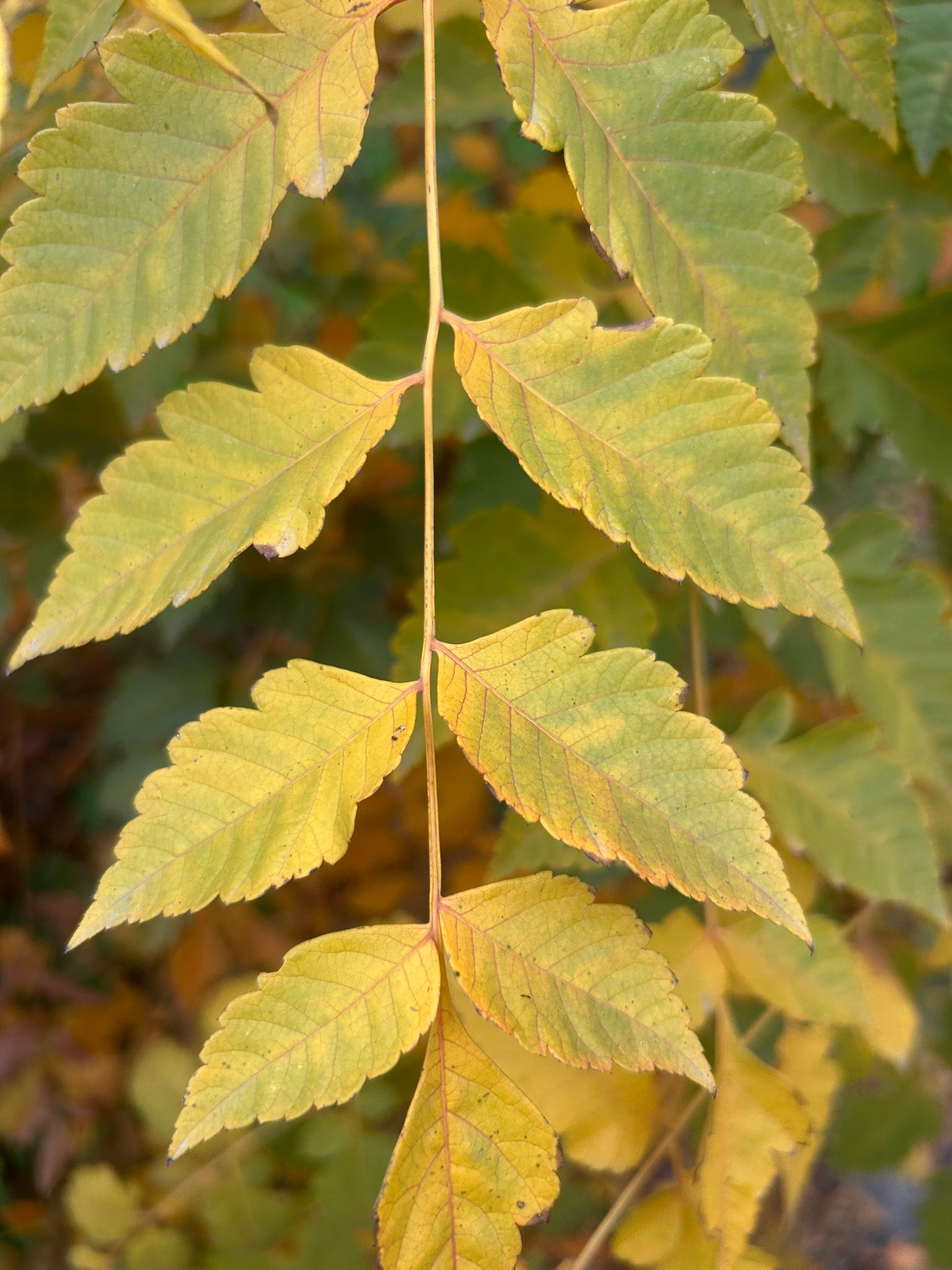 …когато денят ти е с аромат на дъжд и настъпваща тъга.